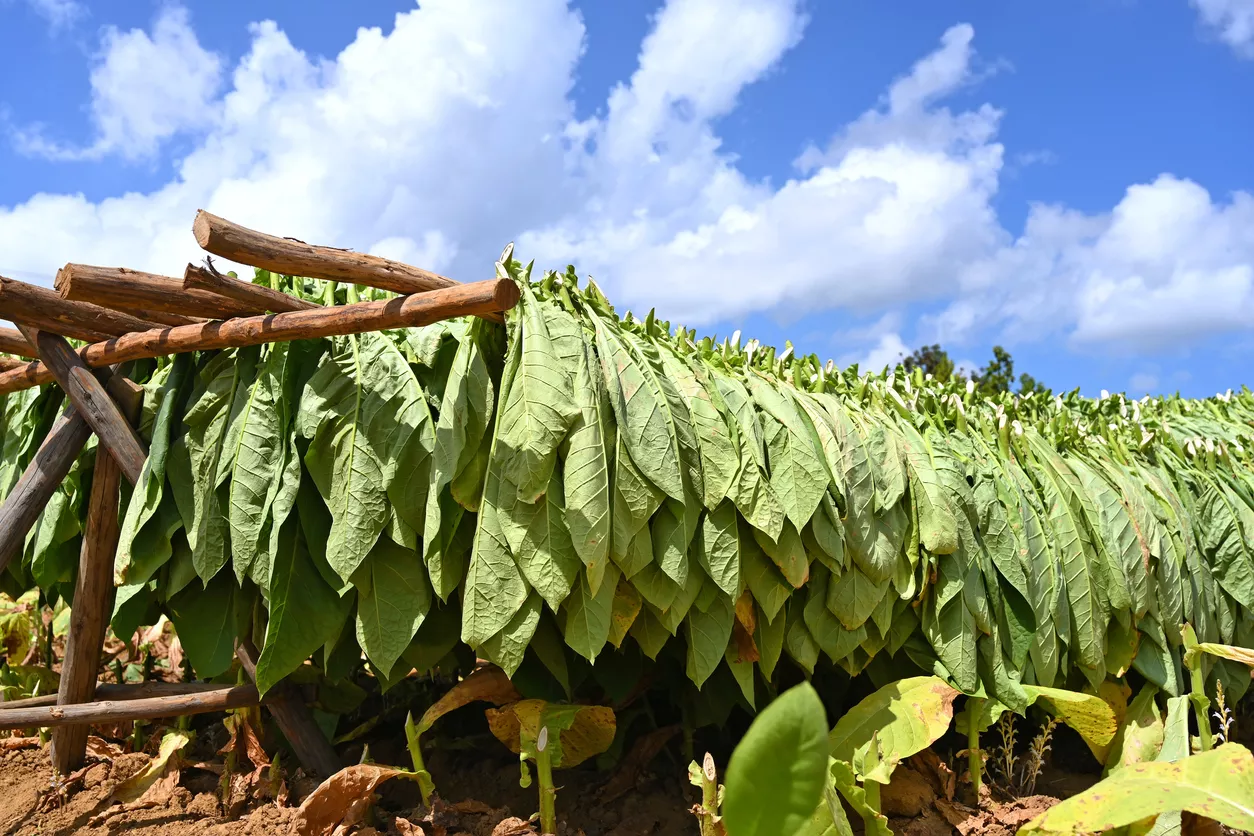 Feuilles de tabac en train de sécher au soleil